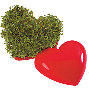 Ein Gesundes Herz , rot, Kunststoff, Kokosfaser, Folie, Samen, 6,00cm x 3,50cm x 6,00cm (Länge x Höhe x Breite)