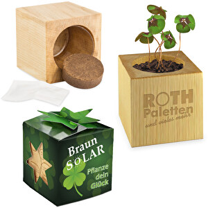 Plant Wood Star Box Lucky Clove ...