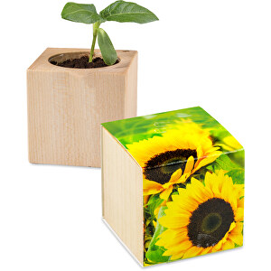 Pflanz-Holz - Standardmotiv - Sonnenblume , Papier, Holz, Erde, Saatgut, 