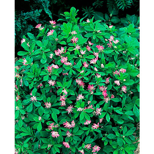 Plant-Tab Mit Samen - Persischer Klee , individuell, Saatgut, Papier, Erde, 5,70cm x 5,70cm (Länge x Breite), Bild 2