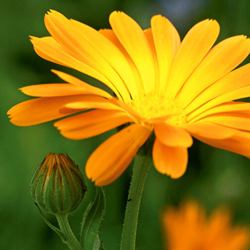 Secchio per piante - Marigold, Immagine 4