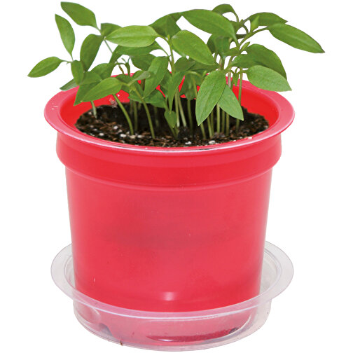 Florero-Töpfchen Mit Samen - Rot - Vergissmeinnicht , rot, Saatgut, Papier, Erde, Kunststoff, 5,00cm (Höhe), Bild 5