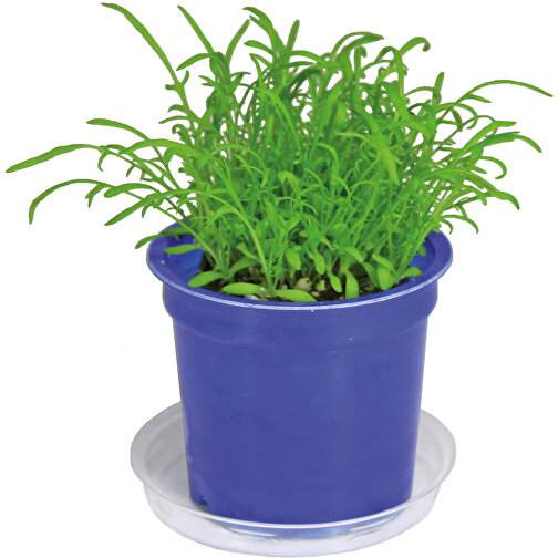 Pot Florero avec graines - bleu - Basilic, Image 5