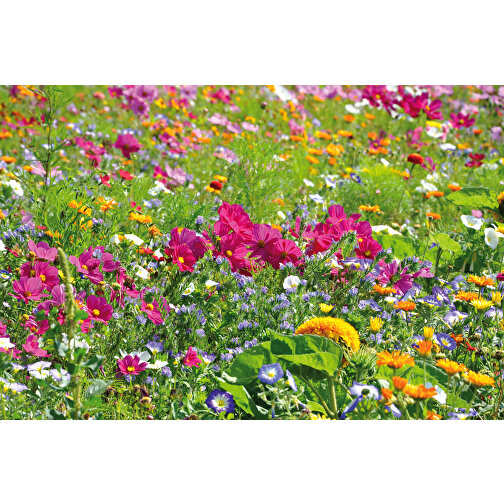 Florero-Töpfchen Mit Samen - Rot - Sommerblumenmischung , rot, Saatgut, Papier, Erde, Kunststoff, 5,00cm (Höhe), Bild 2