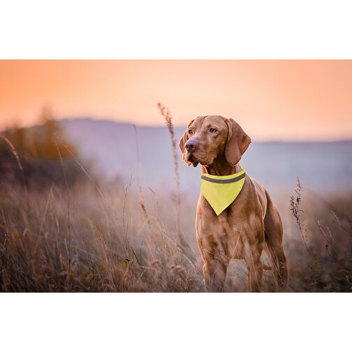 Kopftuch Hundehalsband BIPOLS , gelb, Polyester, 23,00cm x 15,50cm (Länge x Breite), Bild 2