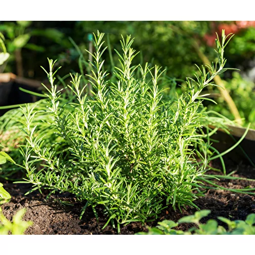 Florero Pot Thyme med Banderole, Bild 2