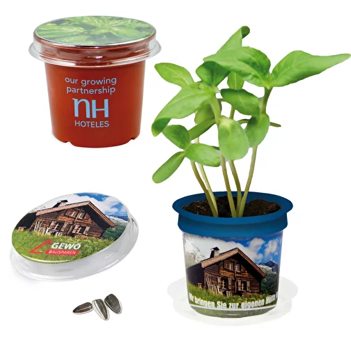 Florero Pot Thyme med Banderole, Bild 4