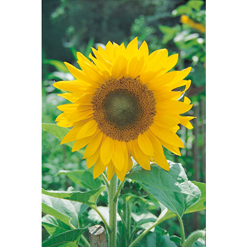 Plantekasse Wood Office inkl. Laser 2 sider - Sunflower, Billede 3
