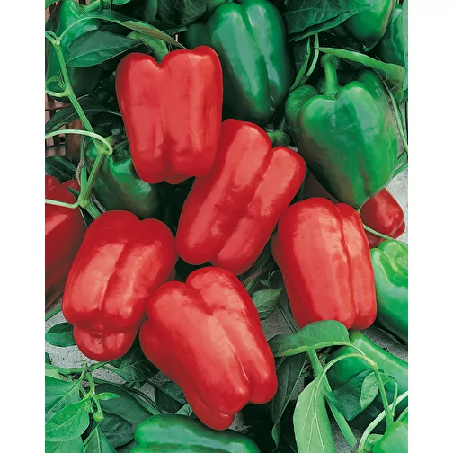 Plant Wood Office - Spicy Pepper, 2 sider laserskåret, Bilde 3