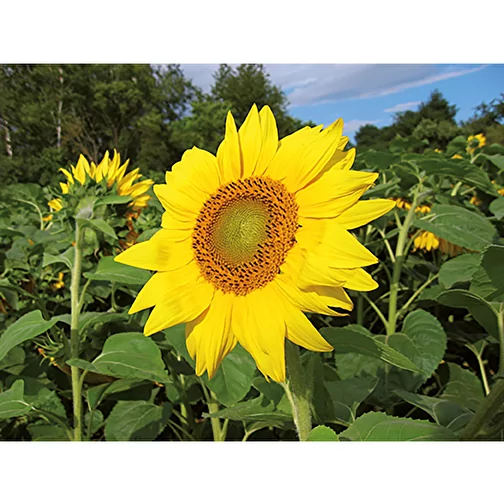 Pot rond en bois avec graines - Tournesol,Gravure laser 360°, Image 4