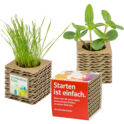 Cubo de cartón corrugado para plantas Mini - Flor de verano, Imagen 5