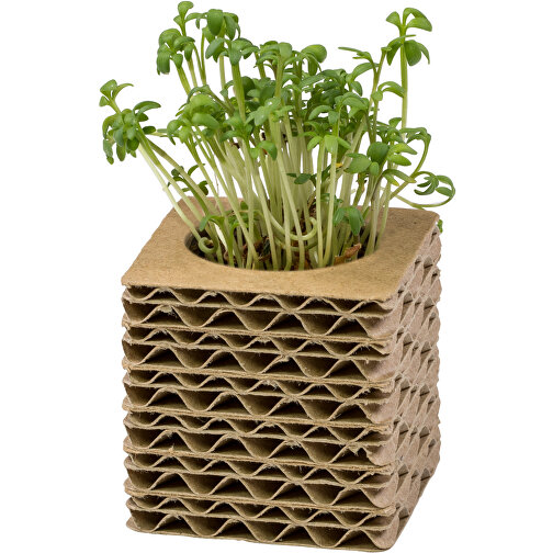 Pot cube mini en carton ondulé avec graines - Marguerite, Image 4
