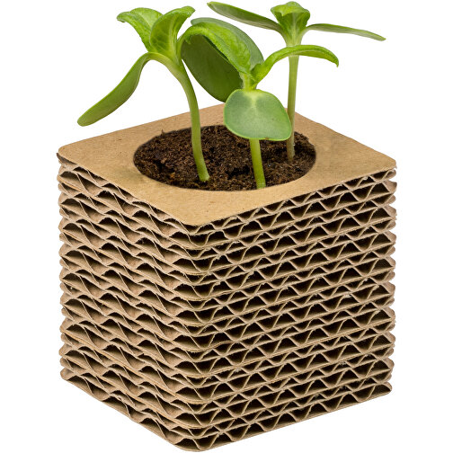 Pot cube mini en carton ondulé avec graines - Mélange d herbes aromatiques, Image 3