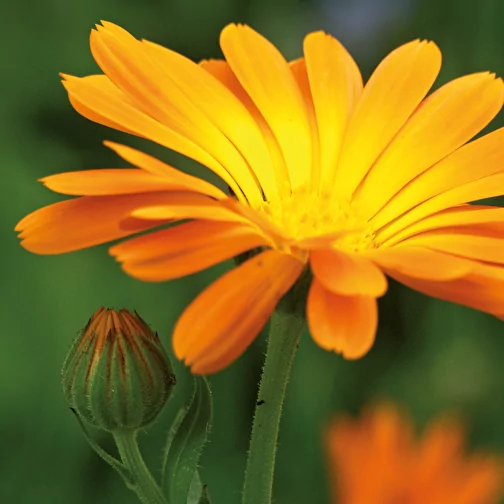 Fröpåse gräs papper ringblomma, Bild 4
