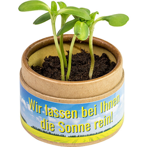 Plant Cup - Kryddor Paprika, Bild 4
