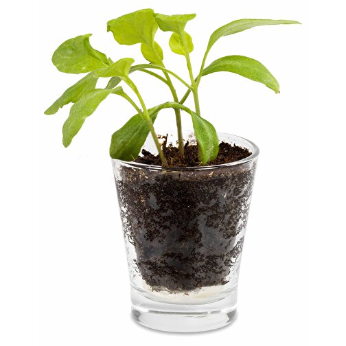 Caffeino-Glas Mit Samen - Sonnenblume , Glas, Erde, Saatgut, Papier, 5,80cm x 7,00cm x 5,80cm (Länge x Höhe x Breite), Bild 2