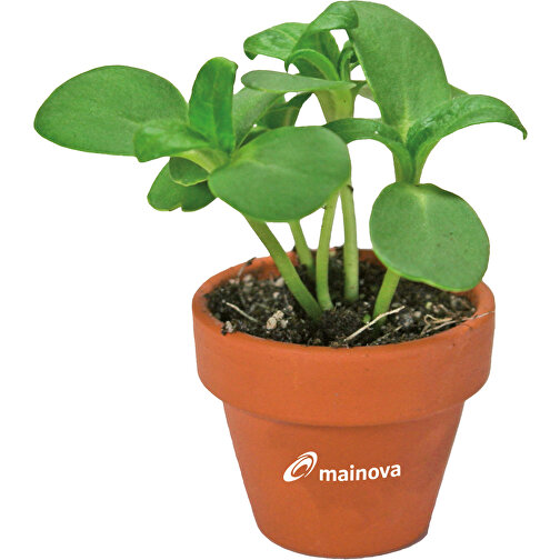 Tontöpfchen-Blume Mit Samen - Gewürzpaprika , individuell, Saatgut,Papier,Ton,Erde, 4,00cm (Höhe), Bild 3
