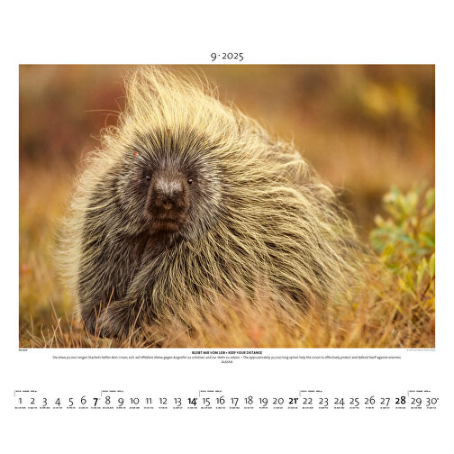 Starke Typen - Wildlife Photography , Papier, 49,50cm x 60,00cm (Höhe x Breite), Bild 10