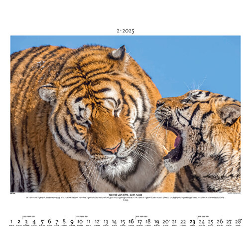 Starke Typen - Wildlife Photography , Papier, 49,50cm x 60,00cm (Höhe x Breite), Bild 3