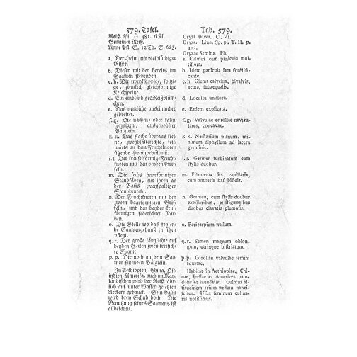 Aus Alten Pflanzenbüchern , Papier, 34,00cm x 23,70cm (Höhe x Breite), Bild 13