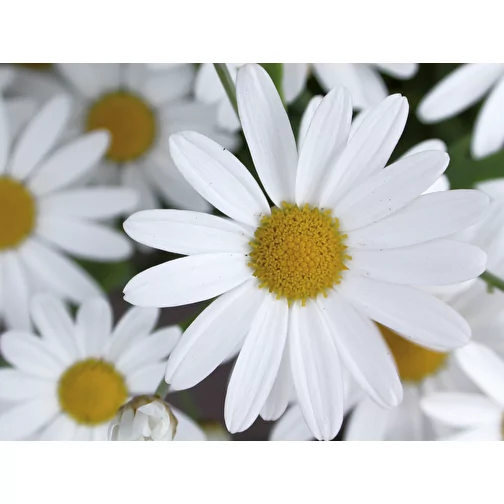 Mini sacchetto per i semi - carta Soda Kraft - Daisy, Immagine 4