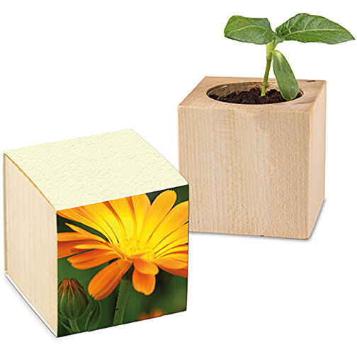 Papel de hierba de madera para plantas - Caléndula, Imagen 1