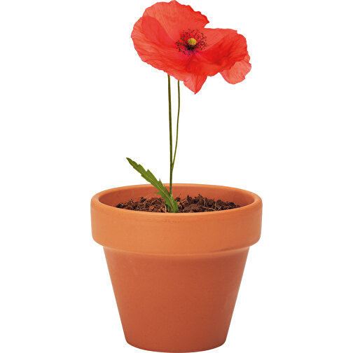 Red Poppy, Image 4