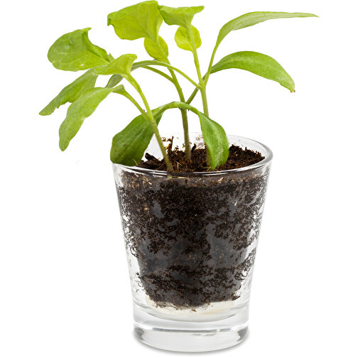 Caffeino-Glas Mit Samen - Ringelblume , Glas, Erde, Saatgut, Papier, 5,80cm x 7,00cm x 5,80cm (Länge x Höhe x Breite), Bild 3