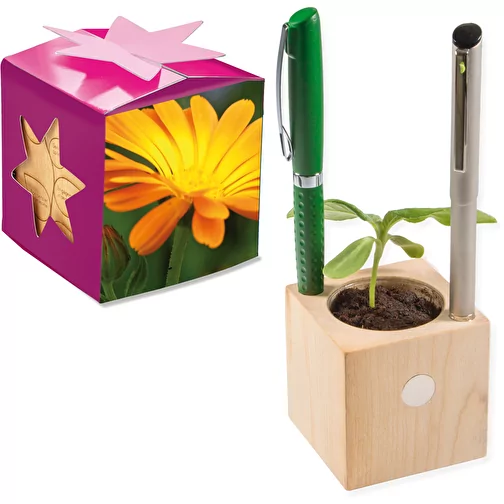 Pot cube boisde bureau en boite star-box avec graines - Souci, Image 1