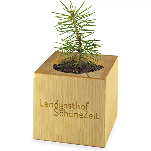Pot cube bois Maxi en boite star-box avec graines - Mélange de fleurs d été, 1 sites gravés au , Image 2