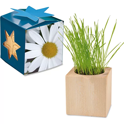 Pot cube bois Maxi en boite star-box avec graines - Marguerite, 1 sites gravés au laser, Image 1