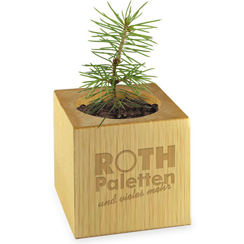 Plant Wood Star Box - Pimiento picante, 1 cara con láser, Imagen 2