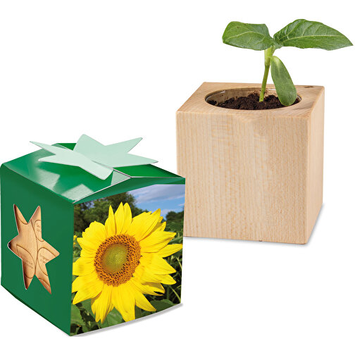 Planter Wood Star Box - Slonecznik, bez oszklenia, Obraz 1