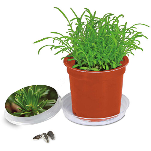 Pot Florero avec graines - terre cuite- Epicéa, Image 1