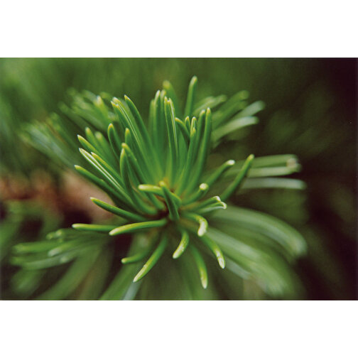 Florero-krukke med frø - terrakotta - Spruce, Billede 5