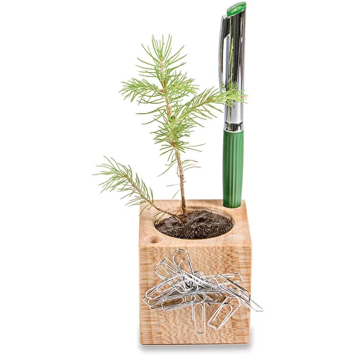 Pot cube boisde bureau en boite star-box avec graines - ciboulette, Image 3