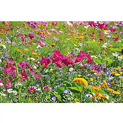 Bois de plantation Hexagon avec graines - Mélange de fleurs d\'été, 1 face gravée au laser, Image 5