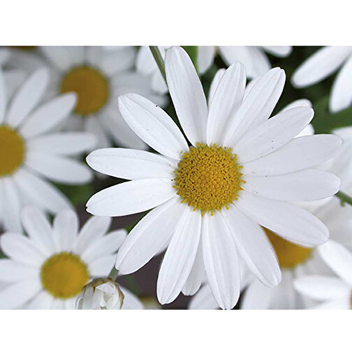 Plantning af sekskant i træ med frø - marguerit, Billede 5