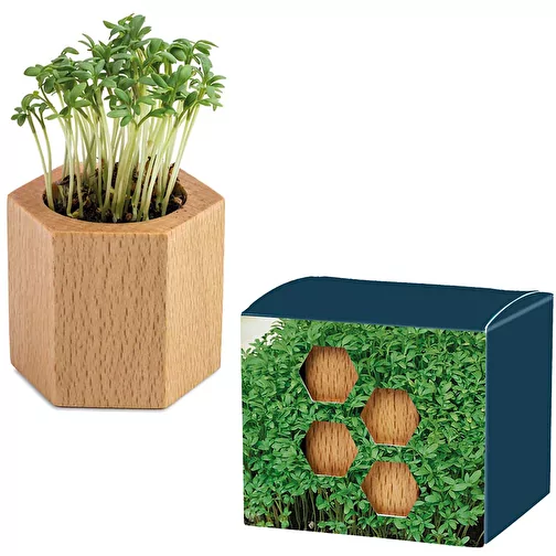 Plante-bois Hexagon avec graines - Cresson de jardin, Image 1