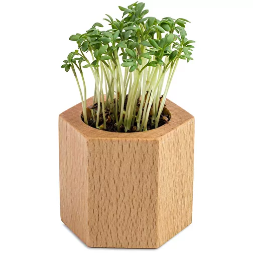 Plante-bois Hexagon avec graines - Cresson de jardin, Image 2